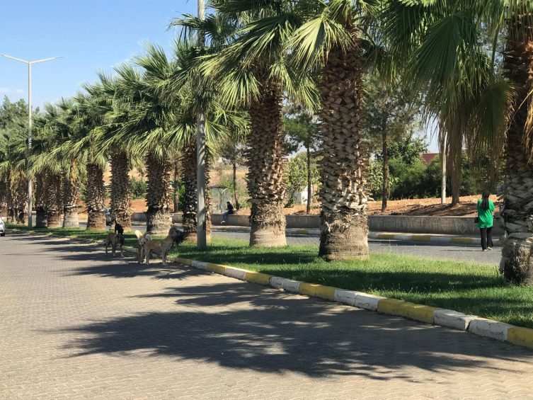 Başıboş köpekler Harran Üniversitesi'ni mesken tuttu